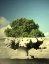 mushroom cloud, tree :)