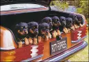 Lots of puppies