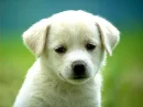 cute pup
