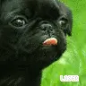 black pug =P