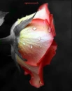 rose for footloose...