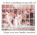 Adopt don't Buy