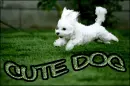 cute puppy <33
