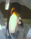 penguins