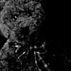 teddy