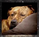 honden