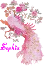 Sophia's pink peacock
