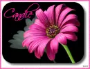 Candie Daisy