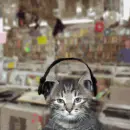 Music Cat