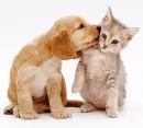 Puppy & Kitty