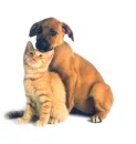 kitty n puppy