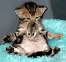 Funny Mice and Kitty
