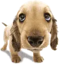 Cute dog