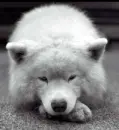 Dog Cute