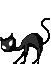 Black cat