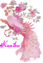 Kanika's pink peacock