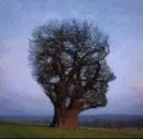 treempo