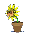 Sneezing Flower