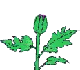Growing flower
