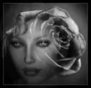 Rose bw