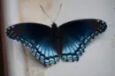 butterfly and cat