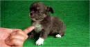 puppys there so cute