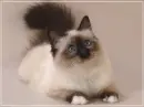 Kitten.