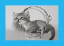 Kitten.