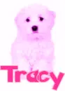 pink puppy-Tracy