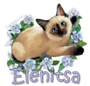 siamese cat Elenista