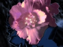 night flowers