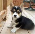 puppy