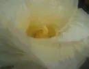 yellow flower