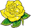 Bright yellow rose