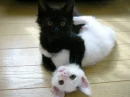 Black And White 
