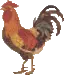 ROOSTER