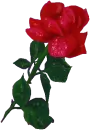 Wet Rose