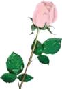 Pink Rose