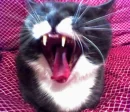 Crazy cat