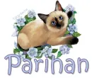 siamese cat
