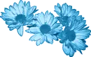 Blue Daisies
