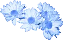 Baby Blue Daisies
