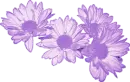 Dark Lavender Daisies