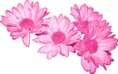Fushia Daisies