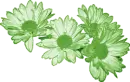 Green Daisies