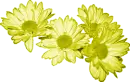 Pale Yellow Daisies