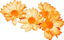 Orange Daisies