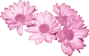 Pink Daisies