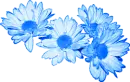 Royal Blue Daisies