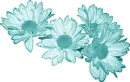 Teal Daisies